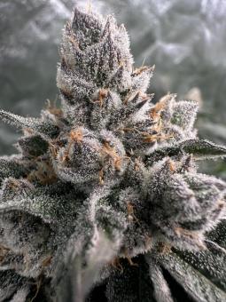 Mokum’s Tulip - картинка 4