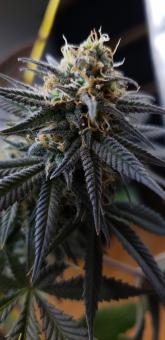 Caramelo - картинка 2