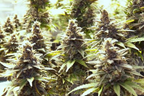 Purple Urkle - картинка 5