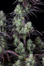 Mimosa Cake Auto - картинка 6