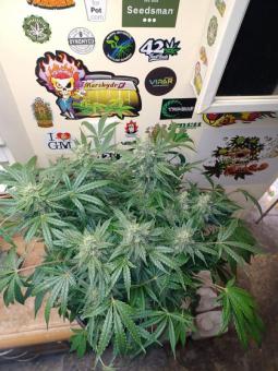 Sweet Bourbon Auto Kush - картинка 3