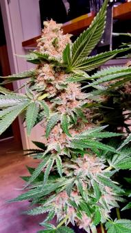 Black Cherry Punch - картинка 3