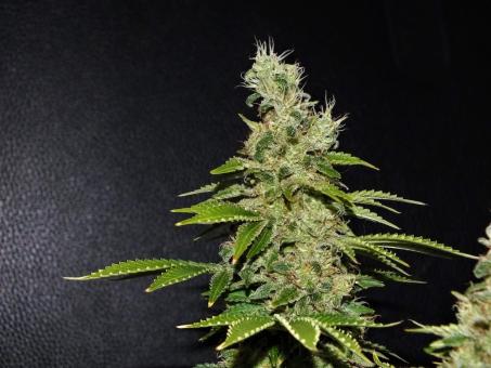 Space Cookies - картинка 1