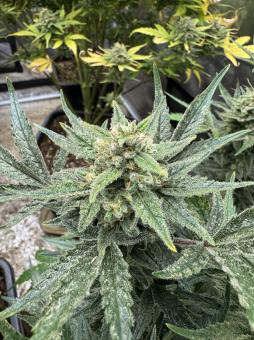 Kosher Cake Auto - картинка 3