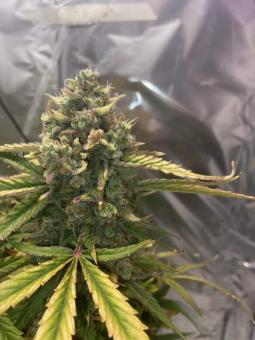 Wembley - картинка 5