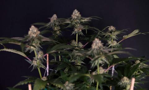 Tarte Tatin - картинка 4