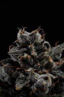 Strawberry Cookies - картинка 2