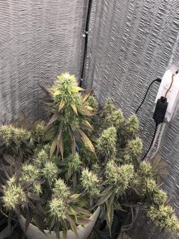 White Widow Auto - картинка 3