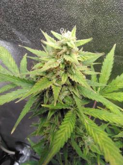 Smoothie Auto - картинка 2