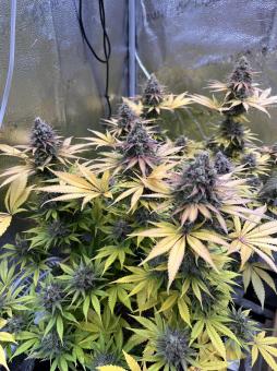 Gorilla Super Glue - картинка 3