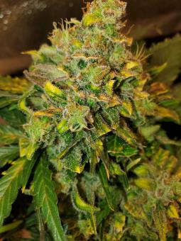 Auto American Pie - картинка 6