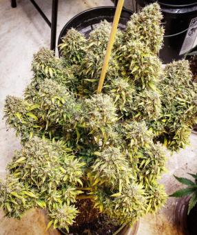 Critical Auto - картинка 4