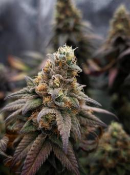 Rainbow Melon - картинка 4