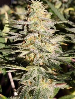 Prima Hollandica - картинка 7