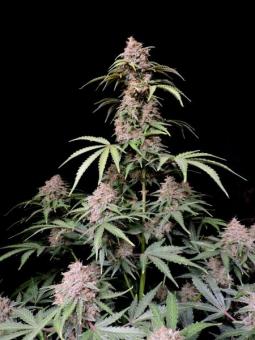 Amnesia Zkittlez Auto - картинка 4