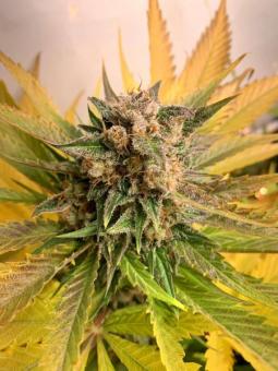 Nebula - картинка 4