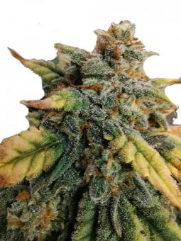 King’s Kush Auto - картинка 4